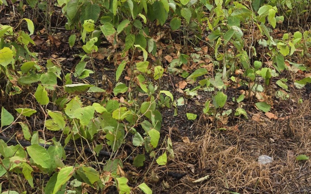Japanese Knotweed: Why Is It So Difficult to Control?